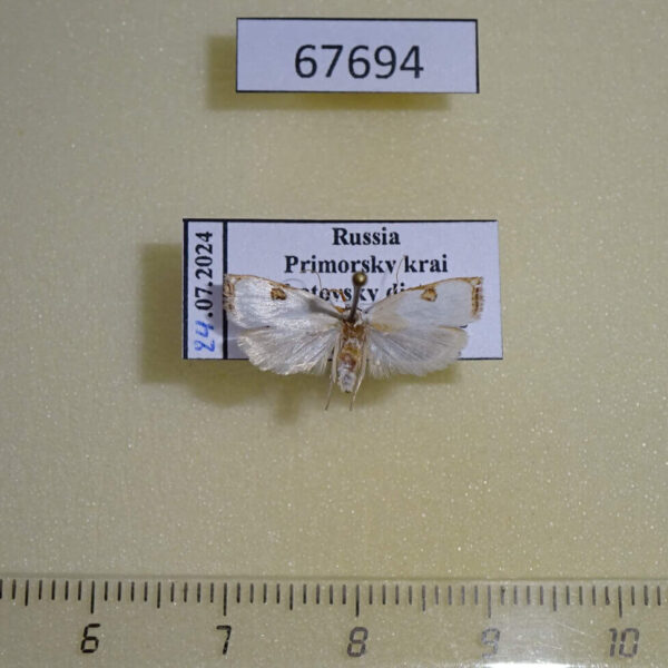 Oecophoridae Letogenes festalis Primorye