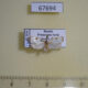67694p Oecophoridae Letogenes festalis Primorye $8