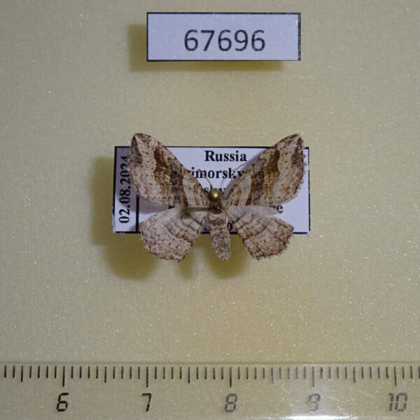 Geometridae Costaconvexa caespitaria Primorye