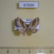 67696p Geometridae Costaconvexa caespitaria Primorye $2