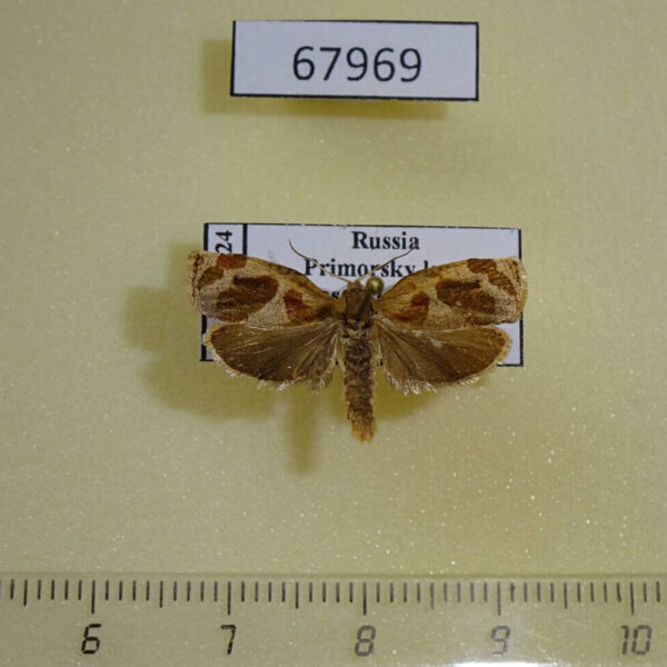 Tortricidae Archips viola Primorye