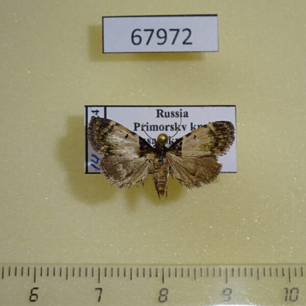 Pyralidae Teliphasa sp. f Primorye