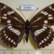 67987p Nymphalidae Athymodes nycteis f Primorye $30