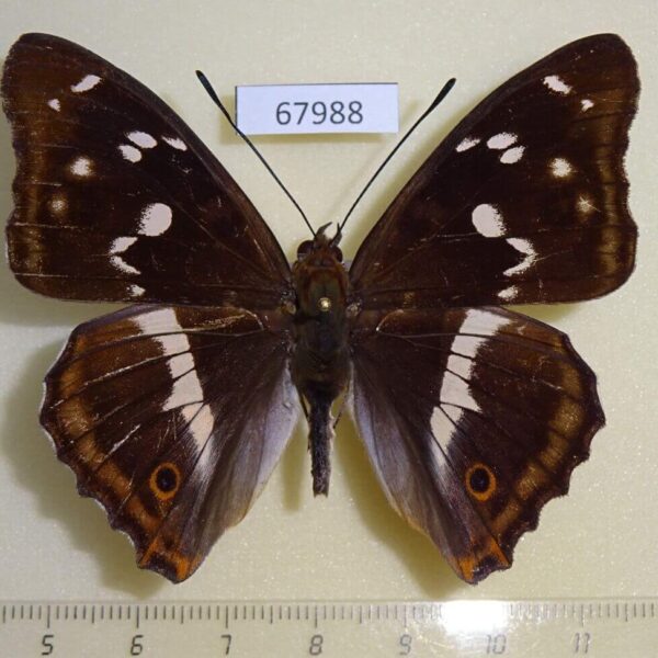 Nymphalidae Apatura iris Primorye