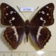 67988p Nymphalidae Apatura iris Primorye $7