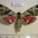 67993p Sphingidae Callambulyx tatarinovi Primorye $10