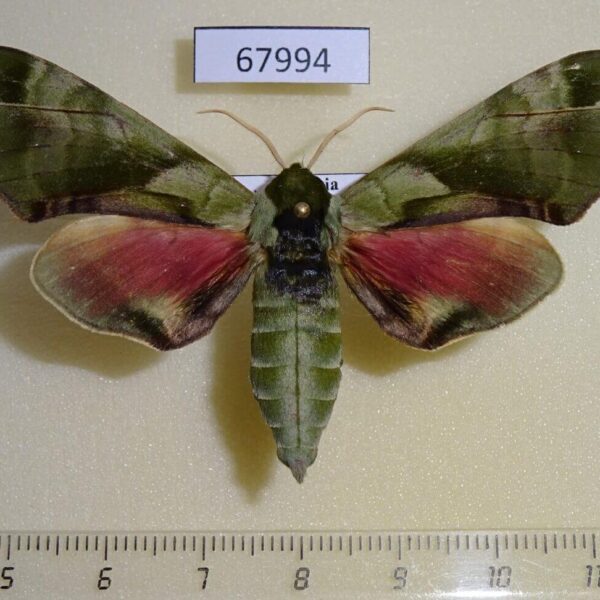 Sphingidae Callambulyx tatarinovi Primorye