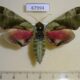 67994p Sphingidae Callambulyx tatarinovi Primorye $10