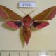 67995p Sphingidae Deilephila elpenor Primorye $7