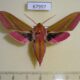 67997p Sphingidae Deilephila elpenor Primorye $9