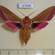 67998p Sphingidae Deilephila elpenor Primorye $12