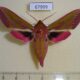 67999p Sphingidae Deilephila elpenor Amur reg. $12