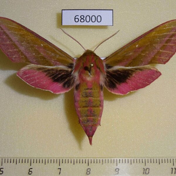 Sphingidae Deilephila elpenor f Amur reg.