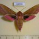 68000p Sphingidae Deilephila elpenor f Amur reg. $9