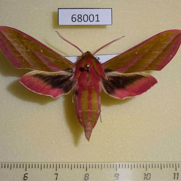 Sphingidae Deilephila elpenor Amur reg.