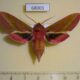 68001p Sphingidae Deilephila elpenor Amur reg. $9