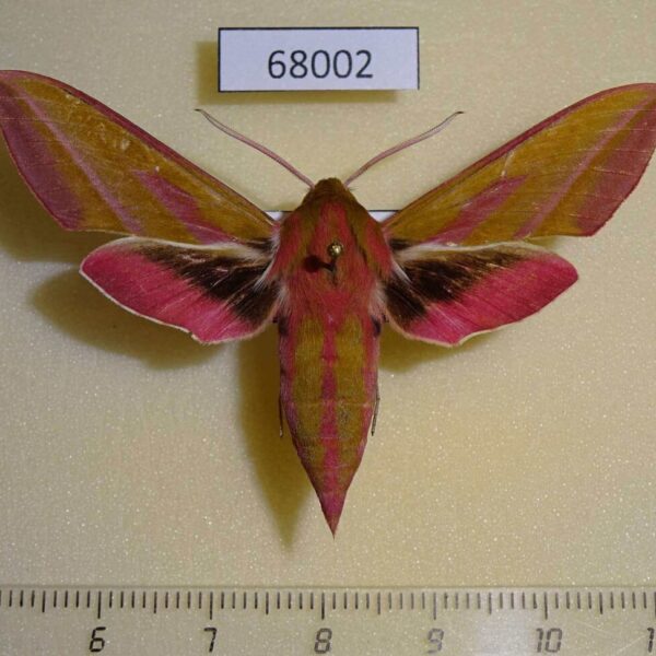 Sphingidae Deilephila elpenor Amur reg.