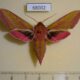 68002p Sphingidae Deilephila elpenor Amur reg. $9