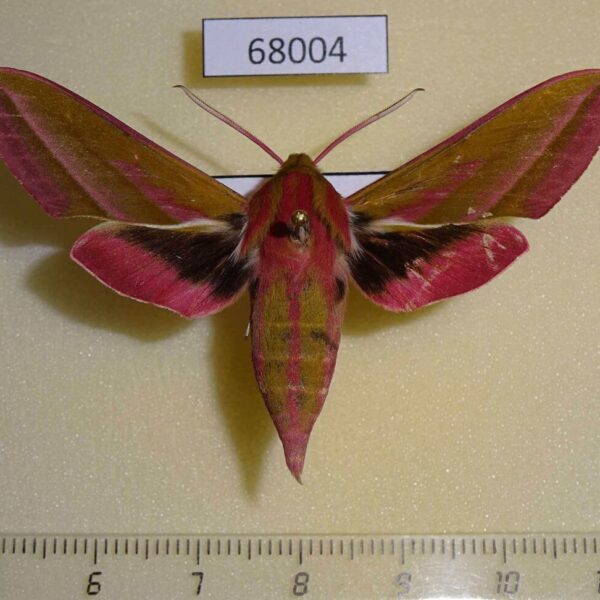 Sphingidae Deilephila elpenor Primorye