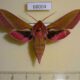 68004p Sphingidae Deilephila elpenor Primorye $7