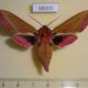 68005p Sphingidae Deilephila elpenor Primorye $9