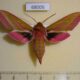 68006p Sphingidae Deilephila elpenor Amur reg. $10