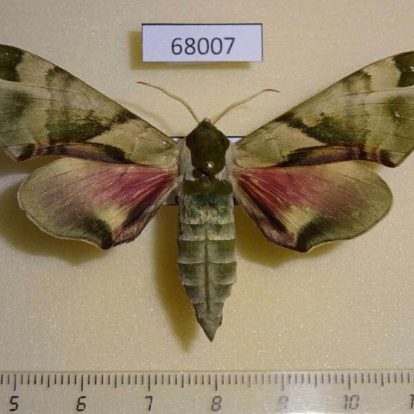 Sphingidae Callambulyx tatarinovi Primorye