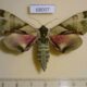 68007p Sphingidae Callambulyx tatarinovi Primorye $8