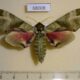 68008p Sphingidae Callambulyx tatarinovi Primorye $9