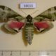 68010p Sphingidae Callambulyx tatarinovi Primorye $10