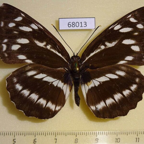 Nymphalidae Neptis alwina f Primorye