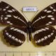 68013p Nymphalidae Neptis alwina f Primorye $18