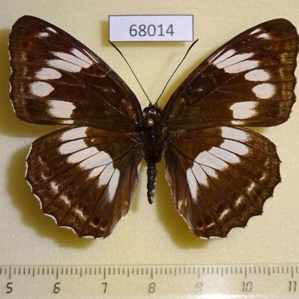 Nymphalidae Limenitis sydyi f Primorye