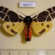 68017p Arctiidae Arctia flavia Tyva rep. $9
