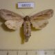 68022p Noctuidae Nonagria typhae f Krasnoyarsk reg. $7