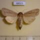 68023p Noctuidae Nonagria typhae f Krasnoyarsk reg. $8