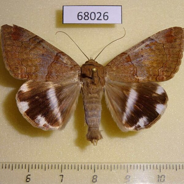 Noctuidae Achaea janata Thailand