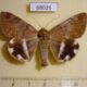 68026p Noctuidae Achaea janata Thailand $9
