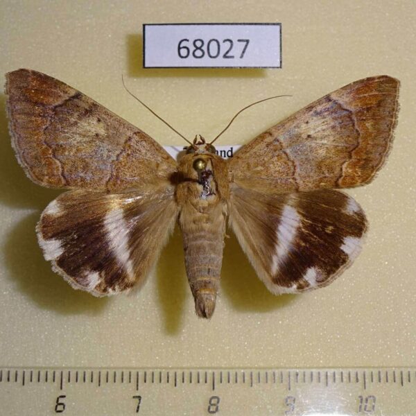 Noctuidae Achaea janata Thailand