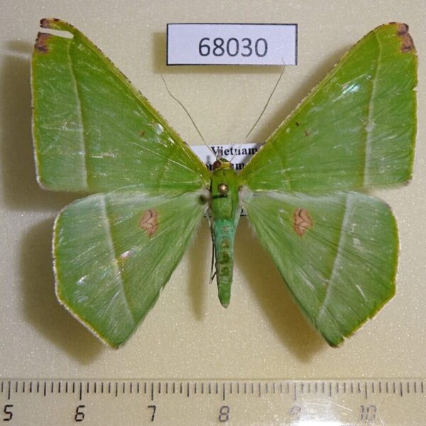 Geometridae Ornithospila esmeralda Vietnam