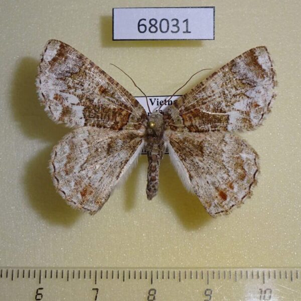 Geometridae Lophophelma erionoma f Vietnam