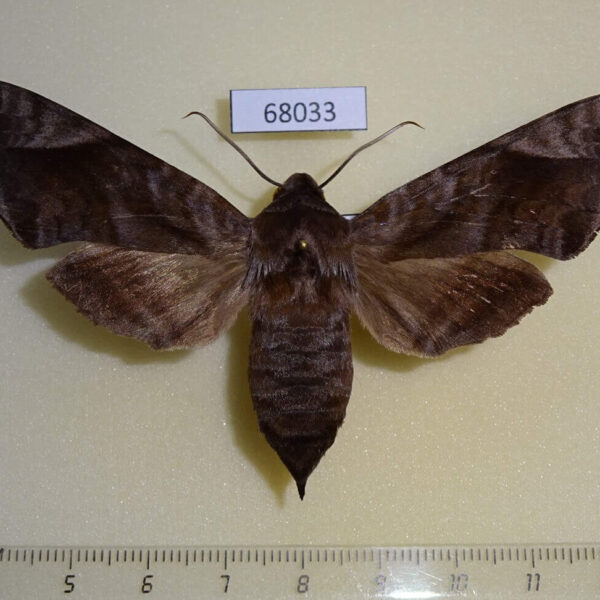 Sphingidae Acosmeryx naga f Primorye