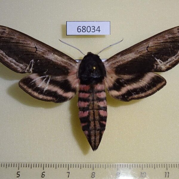 Sphingidae Sphinx ligustri amurensis f Primorye