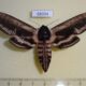 68034p Sphingidae Sphinx ligustri amurensis f Primorye $7