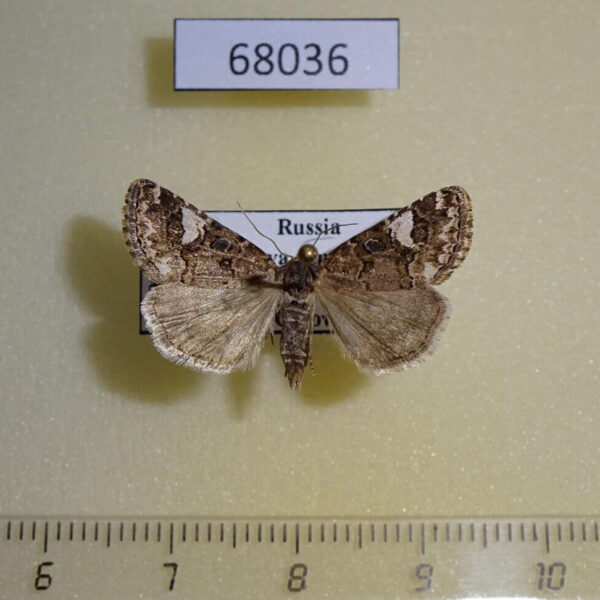 Noctuidae Acontia martjanovi f Tyva rep.