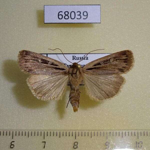 Noctuidae Pseudohermonassa ononensis Tyva rep.