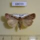 68039p Noctuidae Pseudohermonassa ononensis Tyva rep. $10