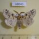 68040p Lymantridae Gynaephora angelus Tyva rep. $13