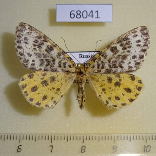 Geometridae Arichanna melanaria Tyva rep.
