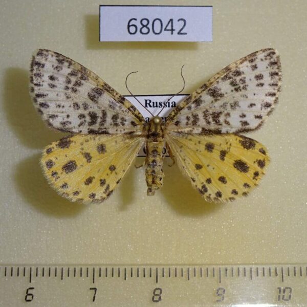Geometridae Arichanna melanaria Tyva rep.